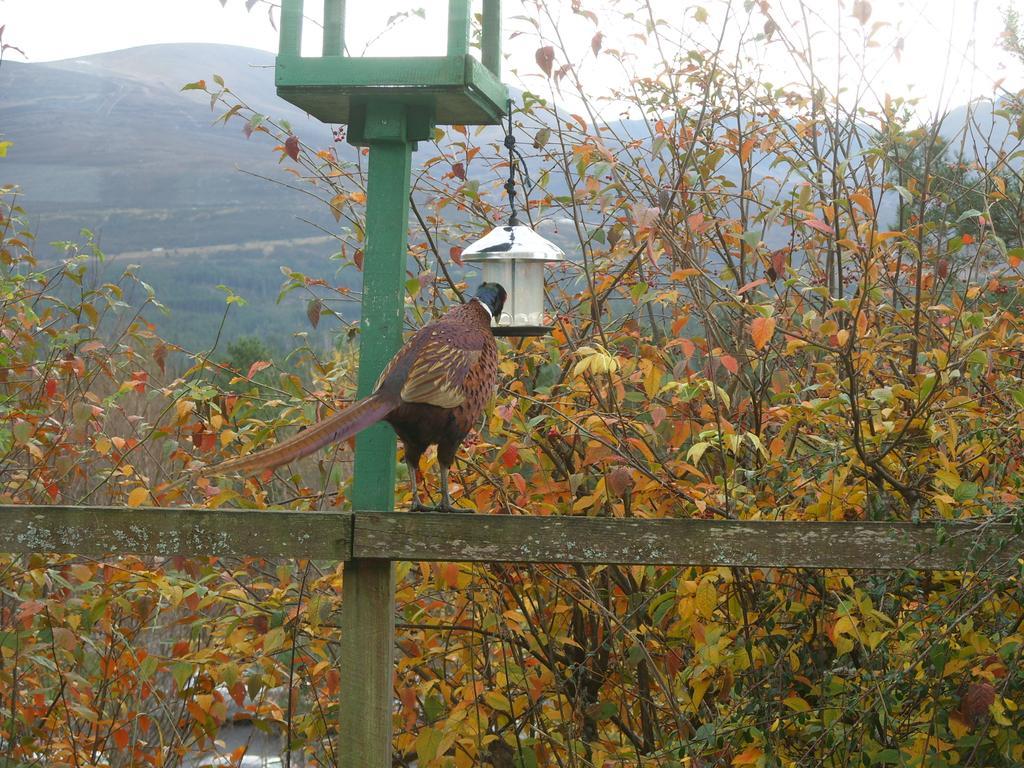 Cairngorm Lodge Youth Hostel Loch Morlich 外观 照片